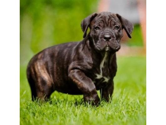 Cane Corso stenci